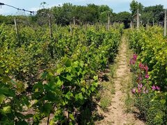 Teren 800mp intravilan in Valea Calugareasca